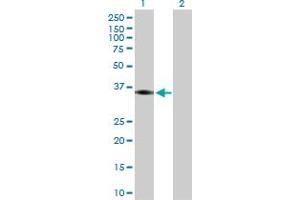 Western Blot analysis of PTGER2 expression in transfected 293T cell line by PTGER2 MaxPab polyclonal antibody. (PTGER2 抗体  (AA 1-358))