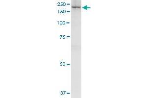 Immunoprecipitation of IQGAP3 transfected lysate using anti-IQGAP3 MaxPab rabbit polyclonal antibody and Protein A Magnetic Bead , and immunoblotted with IQGAP3 purified MaxPab mouse polyclonal antibody (B01P) . (IQGAP3 抗体  (AA 1-1631))