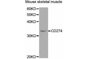 Western blot analysis of extracts of mouse skeletal muscle, using CD274 antibody (ABIN5997392) at 1/1000 dilution. (PD-L1 抗体)