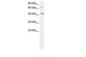 Image no. 1 for anti-Sema Domain, Immunoglobulin Domain (Ig), Transmembrane Domain (TM) and Short Cytoplasmic Domain, (Semaphorin) 4A (Sema4a) (AA 238-287) antibody (ABIN203284)