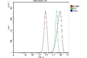 Flow Cytometry analysis of RAW264. (AIM2 抗体  (AA 136-354))