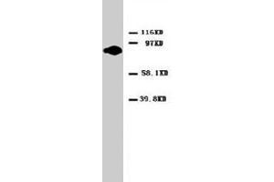 Western blot analysis of HeLa cell lysate. (PKC alpha 抗体  (C-Term))
