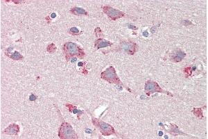 ABIN2613394 (5µg/ml) staining of paraffin embedded Human Cortex. (BMP1 抗体  (AA 284-296))