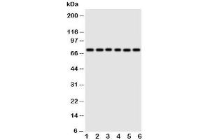 Splicing Factor 1 抗体  (N-Term)