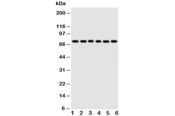 Splicing Factor 1 抗体  (N-Term)