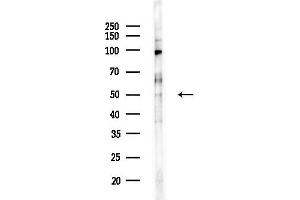 anti-Polymerase (DNA-Directed), delta 3, Accessory Subunit (POLD3) (C-Term) antibody
