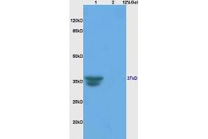 L1 rat liver, L2 rat brain lysates probed (ABIN687532) at 1:200 in 4 °C. (Cathepsin L 抗体  (AA 71-170))
