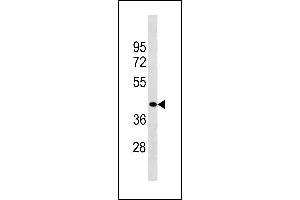 ZCCHC3 Antibody (Center) (ABIN1882007 and ABIN2843227) western blot analysis in HepG2 cell line lysates (35 μg/lane). (ZCCHC3 抗体  (AA 210-238))