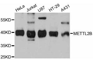 Western blot analysis of extracts of various cell lines, using METTL2B antibody (ABIN5998218) at 1:3000 dilution. (METTL2B 抗体)