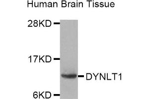 Western Blotting (WB) image for anti-Dynein, Light Chain, Tctex-Type 1 (DYNLT1) (AA 1-113) antibody (ABIN1679625) (DYNLT1 抗体  (AA 1-113))