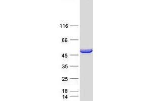 Western Blotting (WB) image for FIC Domain Containing (FICD) protein (Myc-DYKDDDDK Tag) (ABIN2721184)