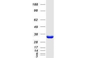 Western Blotting (WB) image for Ketohexokinase (KHK) (Transcript Variant A) protein (Myc-DYKDDDDK Tag) (ABIN2724148)