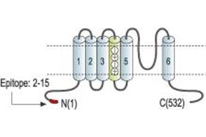 Representative domain view of the target of ABIN7885302.
