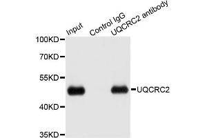 Immunoprecipitation analysis of 200ug extracts of HepG2 cells using 1ug UQCRC2 antibody. (UQCRC2 抗体)