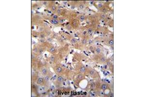 TRPM8 Antibody immunohistochemistry analysis in formalin fixed and paraffin embedded human liver tissue followed by peroxidase conjugation of the secondary antibody and DAB staining. (TRPM8 抗体  (AA 263-292))