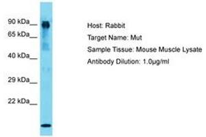 Image no. 1 for anti-Methylmalonyl Coenzyme A Mutase (MUT) (AA 44-93) antibody (ABIN6750352) (MUT 抗体  (AA 44-93))