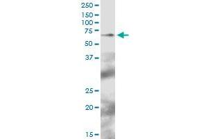 TFCP2 MaxPab polyclonal antibody. (TFCP2 抗体  (AA 1-502))