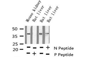 Western blot analysis of Phospho-JunD (Ser255) expression in various lysates (JunD 抗体  (pSer255))