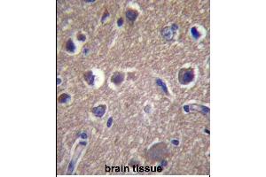ANKS1B Antibody (Center) (ABIN657360 and ABIN2846410) immunohistochemistry analysis in formalin fixed and paraffin embedded human brain tissue followed by peroxidase conjugation of the secondary antibody and DAB staining. (ANKS1B 抗体  (AA 570-599))