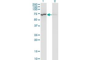 Western Blot analysis of LMNB1 expression in transfected 293T cell line by LMNB1 monoclonal antibody (M01), clone 4B10. (Lamin B1 抗体  (AA 107-186))