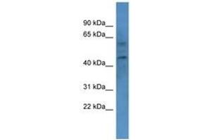 Image no. 1 for anti-Cannabinoid Receptor 1 (CNR1) (AA 73-122) antibody (ABIN6749772) (CNR1 抗体  (AA 73-122))