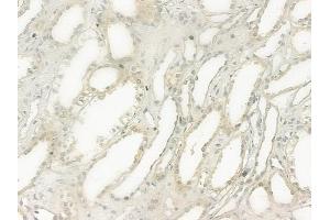 ABIN6264124 and ABIN6277517 at 1/100 staining human normal kidney tissue by IHC-P. (PDZK1 抗体  (C-Term))