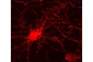 Immunocytochemistry (ICC) image for anti-Solute Carrier Family 30 (Zinc Transporter), Member 3 (Slc30a3) (AA 2-75) antibody (ABIN1742409)
