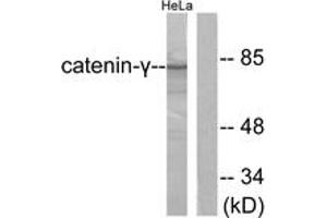Western blot analysis of extracts from HeLa cells, using Catenin-gamma Antibody. (JUP 抗体  (AA 696-745))
