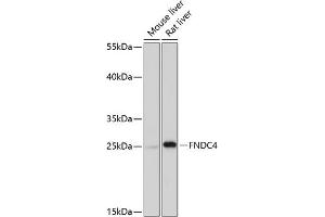 Western blot analysis of extracts of various cell lines, using FNDC4 antibody (ABIN7267196) at 1:1000 dilution. (FNDC4 抗体  (AA 45-167))