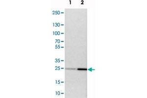 Western blot analysis of cell lysates with NDRG3 polyclonal antibody  at 1:250-1:500 dilution. (NDRG3 抗体)