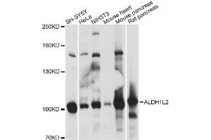 Western blot analysis of extracts of various cell lines, using ALDH1L2 antibody (ABIN6292801) at 1:1000 dilution.
