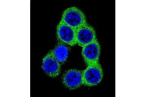 Confocal immunofluorescent analysis of EFNB2 Antibody (Center) (ABIN655599 and ABIN2845084) with 293 cell followed by Alexa Fluor 488-conjugated goat anti-rabbit lgG (green). (Ephrin B2 抗体  (AA 157-186))