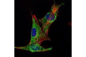 Immunofluorescence analysis of PANC-1 cells using INHA mouse mAb (green). (Inhibin alpha 抗体)