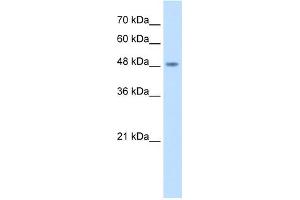 WB Suggested Antibody Titration:  2. (COPS2 抗体  (N-Term))