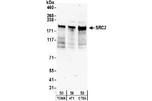 anti-Nuclear Receptor Coactivator 2 (NCOA2) (AA 700-750) antibody