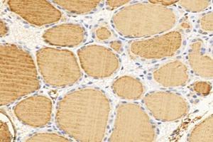 Immunohistochemistry analysis of paraffin-embedded mouse thyroid gland using TG (ABIN7075900) at dilution of 1: 6000 (Thyroglobulin 抗体)