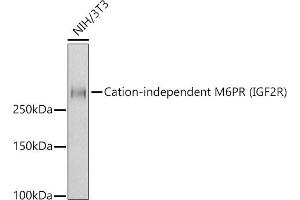 Western blot analysis of extracts of NIH/3T3 cells, using Cation-independent M6PR (IGF2R) antibody (ABIN7267905) at 1:1000 dilution. (IGF2R 抗体)