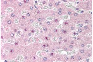 Human Liver (formalin-fixed, paraffin-embedded) stained with C14orf68 antibody ABIN298065 at 2. (SLC25A47 抗体  (AA 85-97))