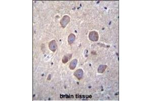 PCDHA8 Antibody (C-term) (ABIN655960 and ABIN2845346) immunohistochemistry analysis in formalin fixed and paraffin embedded human brain tissue followed by peroxidase conjugation of the secondary antibody and DAB staining. (PCDHa8 抗体  (C-Term))