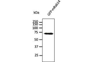 Western Blotting (WB) image for anti-RAB14, Member RAS Oncogene Family (RAB14) (C-Term) antibody (ABIN1439997) (RAB14 抗体  (C-Term))