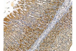 ABIN7095327 and ABIN7099384 at 1/100 staining rat stomach tissue by IHC-P.