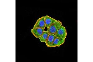 Immunofluorescence analysis of Hela cells using NAA10 mouse mAb (green). (NAA10 抗体  (AA 111-235))
