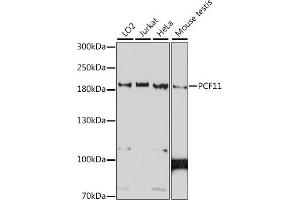 Western blot analysis of extracts of various cell lines, using PCF11 antibody (ABIN7269193) at 1:1000 dilution.