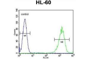 Flow cytometric analysis of HL-60 cells using LFNG Antibody (Center) Cat. (LFNG 抗体  (Middle Region))
