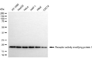 anti-Receptor (G Protein-Coupled) Activity Modifying Protein 1 (RAMP1) antibody