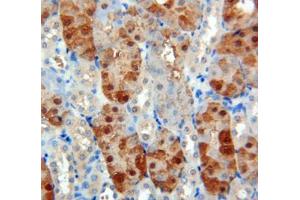 Used in DAB staining on fromalin fixed paraffin- embedded Kidney tissue (SOD1 抗体  (AA 2-154))