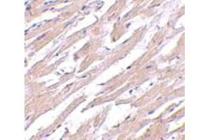 Immunohistochemical staining of human heart tissue with 2. (POFUT1 抗体  (N-Term))