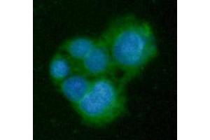 ICC/IF analysis of GNMT in HepG2 cells line, stained with DAPI (Blue) for nucleus staining and monoclonal anti-human GNMT antibody (1:100) with goat anti-mouse IgG-Alexa fluor 488 conjugate (Green). (GNMT 抗体  (AA 1-295))