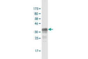 Western Blot detection against Immunogen (37. (NBL1 抗体  (AA 21-130))