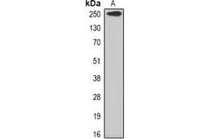 Western blot analysis of Myomegalin expression in mouse skeletal muscle (A) whole cell lysates. (PDE4DIP 抗体)